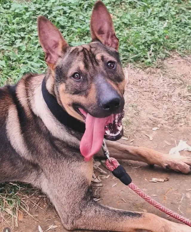 Buddy, dili dışarıda, çimenlerin üstünde uzanıyor